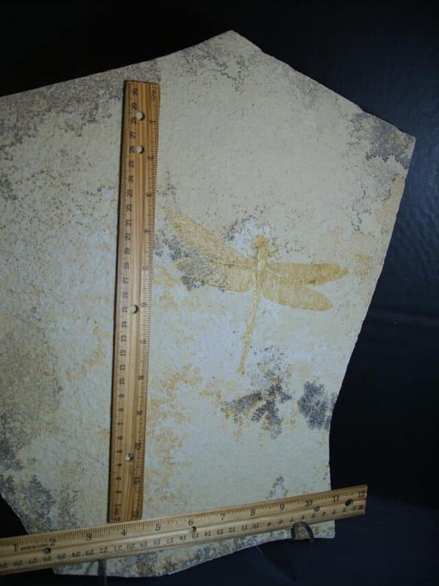 Very Large Fossilized “Dragonfly ” in Matrix  (012624f) - Image 2