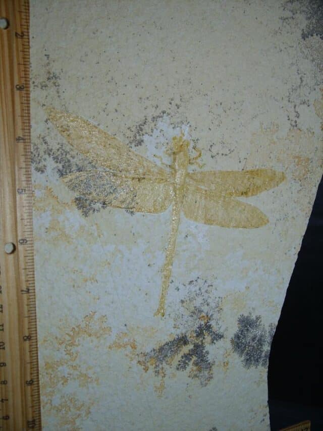 Very Large Fossilized “Dragonfly ” in Matrix  (012624f) - Image 4