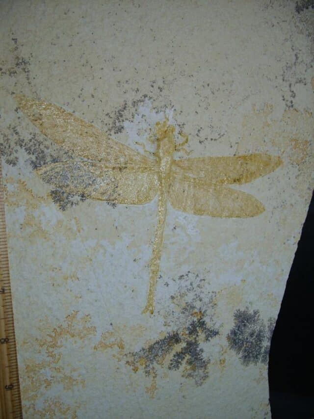 Very Large Fossilized “Dragonfly ” in Matrix  (012624f)