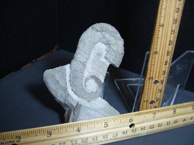 Heteromorph Ammonite  (012624m) - Image 2