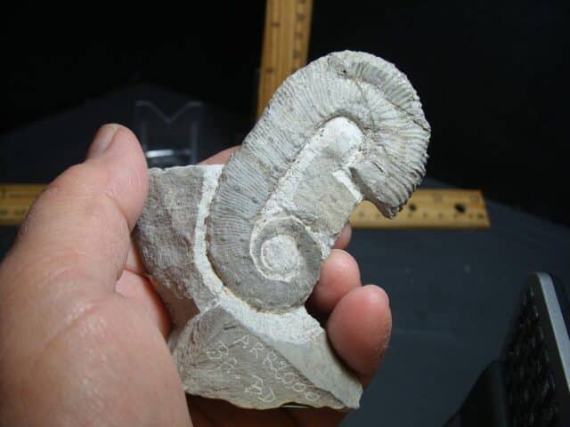Heteromorph Ammonite  (012624m) - Image 3