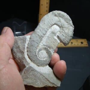 Heteromorph Ammonite  (012624m)