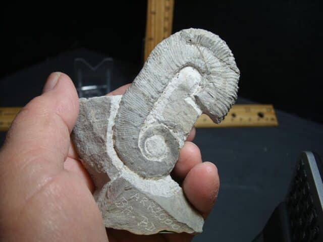 Heteromorph Ammonite  (012624m)
