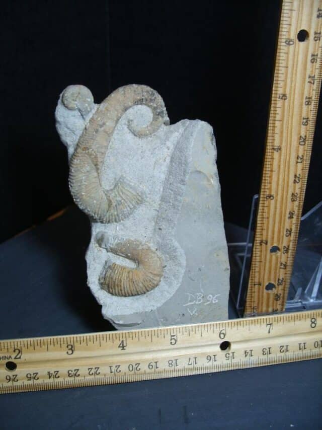 Heteromorph Ammonite  (012624n) - Image 3