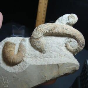 Heteromorph Ammonite  (012624n)