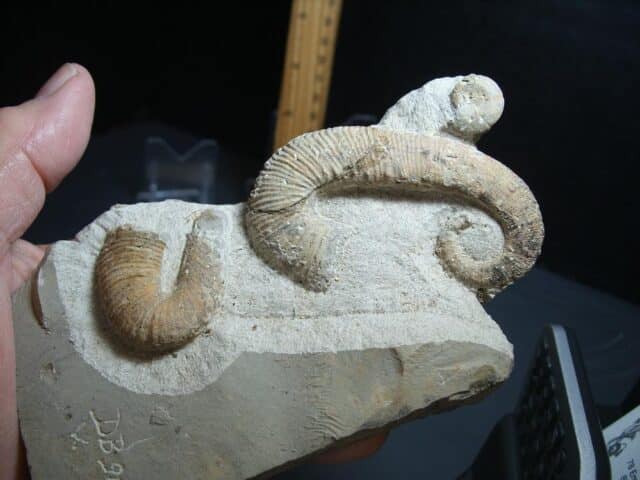 Heteromorph Ammonite  (012624n)