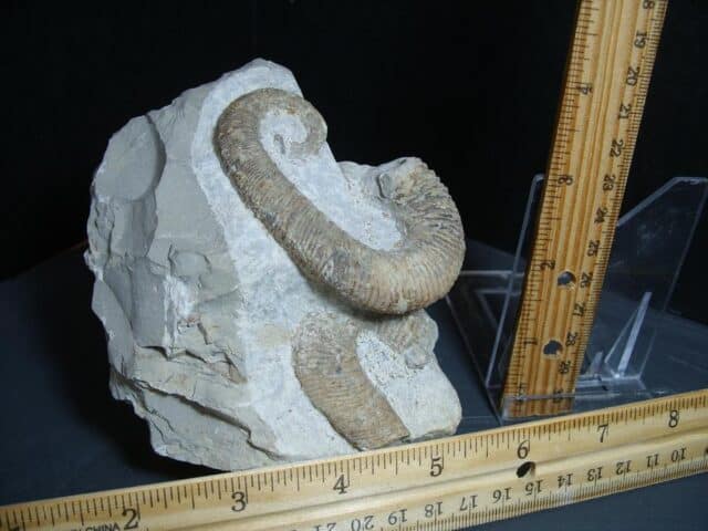 Heteromorph Ammonite  (012924a) - Image 2