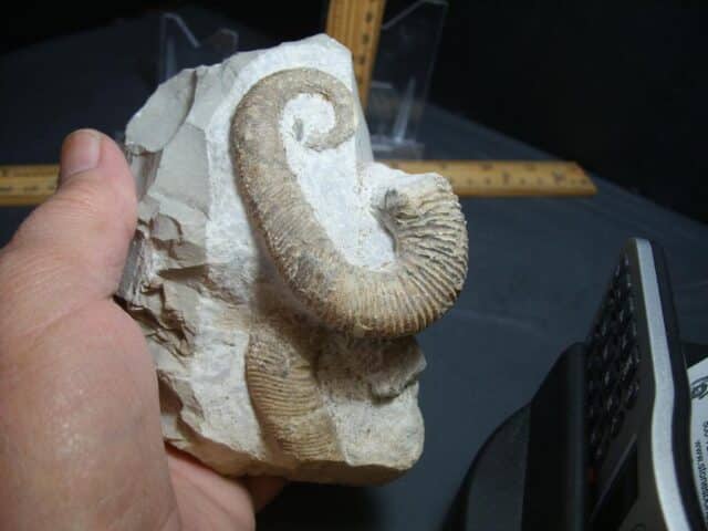Heteromorph Ammonite  (012924a) - Image 3
