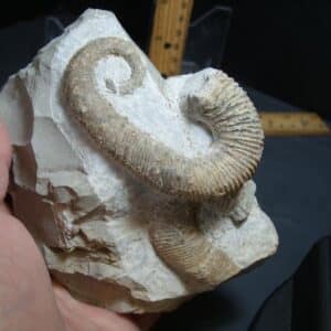 Heteromorph Ammonite  (012924a)