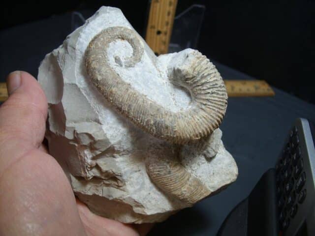 Heteromorph Ammonite  (012924a)