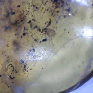 Dominican Amber Specimen with Pseudoscorpion  (030124a)