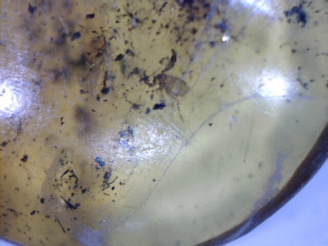 Dominican Amber Specimen with Pseudoscorpion  (030124a)