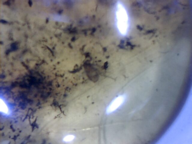 Dominican Amber Specimen with Pseudoscorpion  (030124a) - Image 2