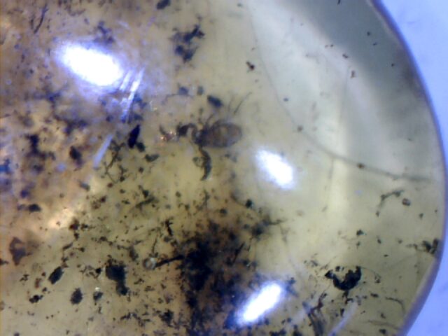 Dominican Amber Specimen with Pseudoscorpion  (030124a) - Image 3