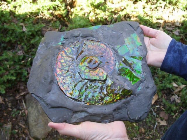 Canadian Ammonite (Whole)/ Placenticeras – meeki in Slate (020324a) - Image 6