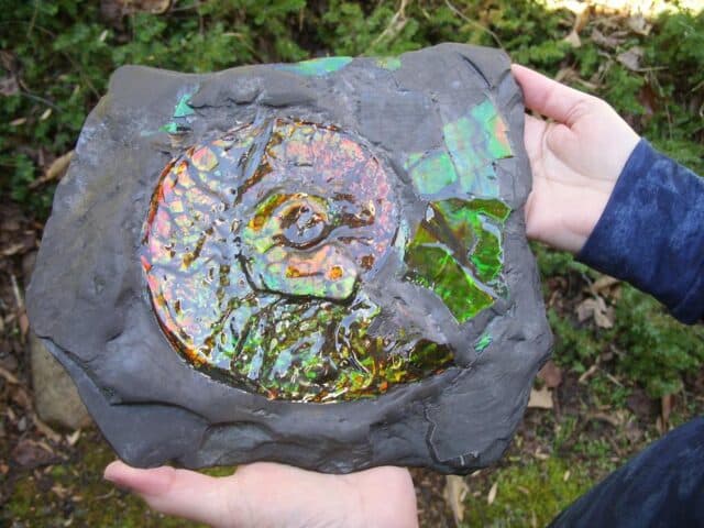 Canadian Ammonite (Whole)/ Placenticeras – meeki in Slate (020324a) - Image 5