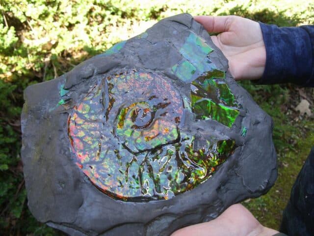 Canadian Ammonite (Whole)/ Placenticeras – meeki in Slate (020324a) - Image 4