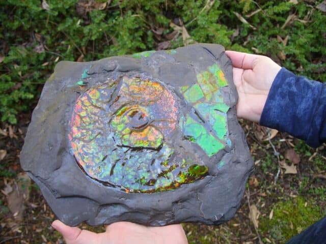 Canadian Ammonite (Whole)/ Placenticeras – meeki in Slate (020324a) - Image 2