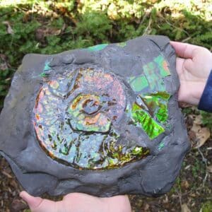 Canadian Ammonite (Whole)/ Placenticeras – meeki in Slate (020324a)