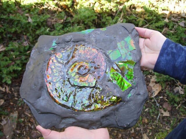 Canadian Ammonite (Whole)/ Placenticeras – meeki in Slate (020324a)