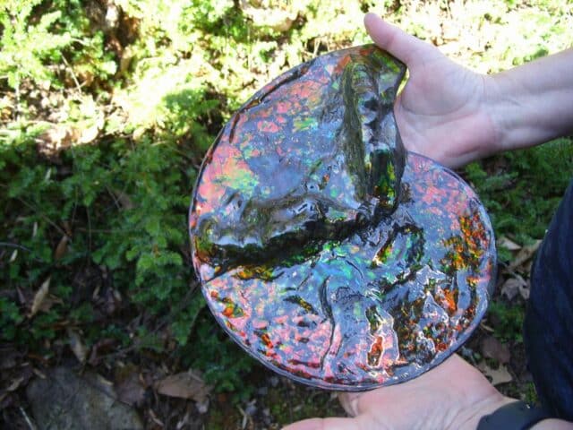 Canadian Ammonite (Whole)/ Placenticeras – meeki (020324b) - Image 8