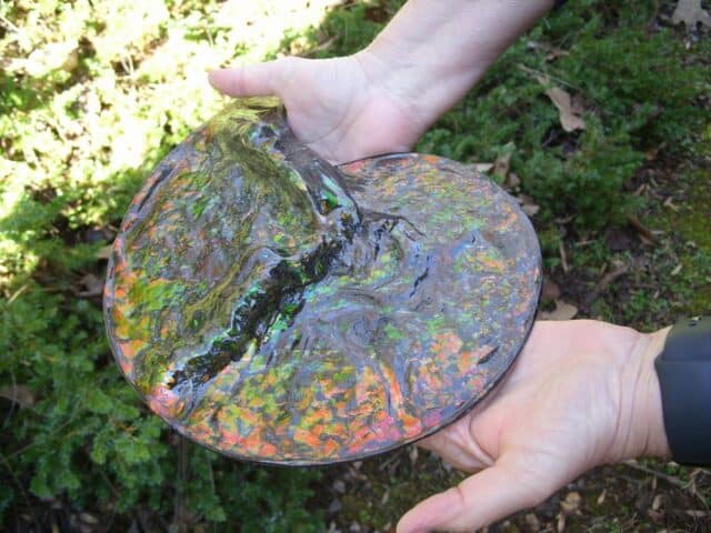 Canadian Ammonite (Whole)/ Placenticeras – meeki (020324b) - Image 7