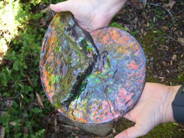 Canadian Ammonite (Whole)/ Placenticeras – meeki (020324b) - Image 6