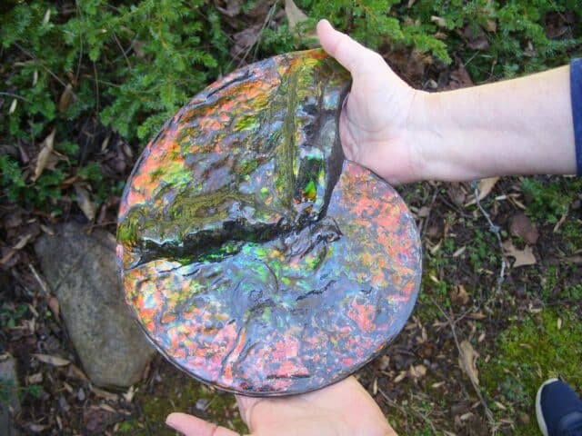 Canadian Ammonite (Whole)/ Placenticeras – meeki (020324b) - Image 5