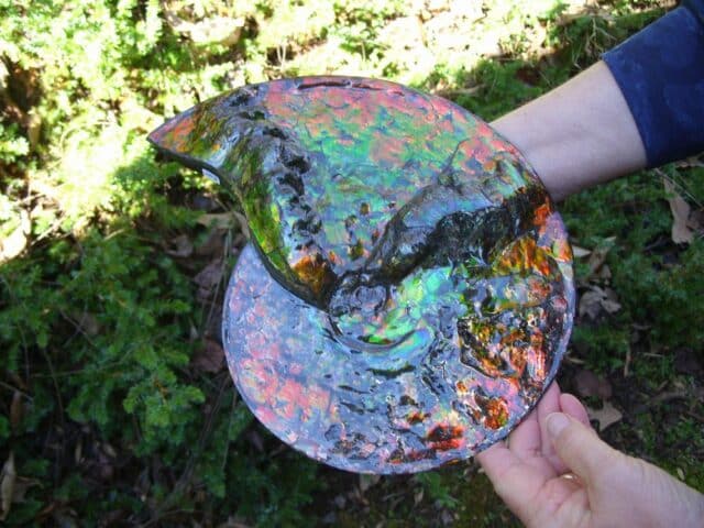 Canadian Ammonite (Whole)/ Placenticeras – meeki (020324b) - Image 4