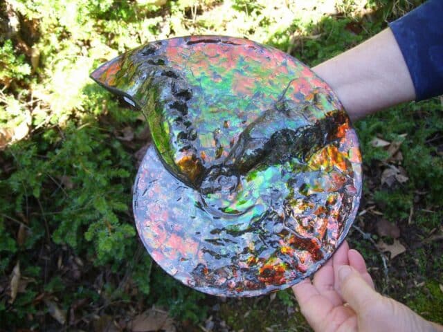 Canadian Ammonite (Whole)/ Placenticeras – meeki (020324b) - Image 3
