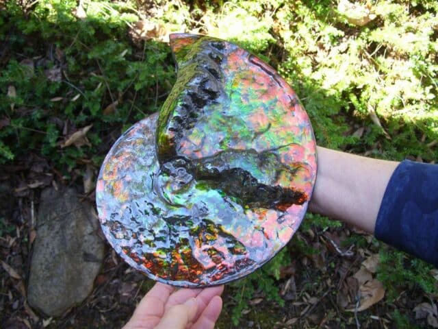 Canadian Ammonite (Whole)/ Placenticeras – meeki (020324b) - Image 2