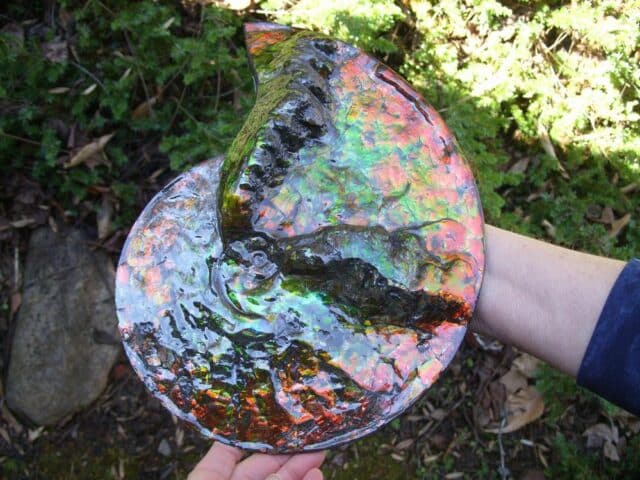 Canadian Ammonite (Whole)/ Placenticeras – meeki (020324b)