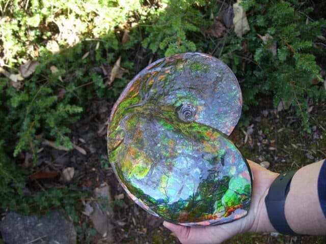Canadian Ammonite (Whole)/ Placenticeras – meeki (020324c) - Image 6