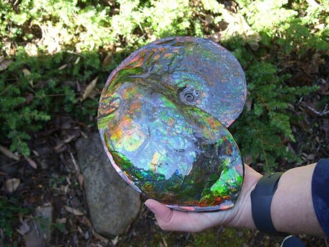 Canadian Ammonite (Whole)/ Placenticeras – meeki (020324c) - Image 5