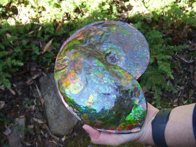 Canadian Ammonite (Whole)/ Placenticeras – meeki (020324c) - Image 4