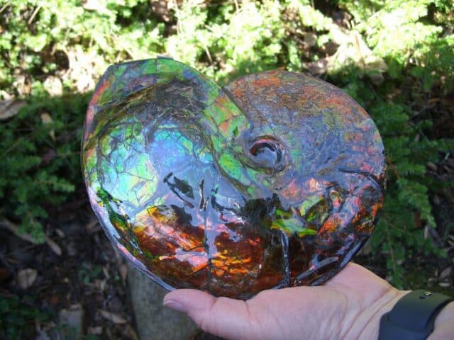 Canadian Ammonite (Whole)/ Placenticeras – meeki (020324c) - Image 3