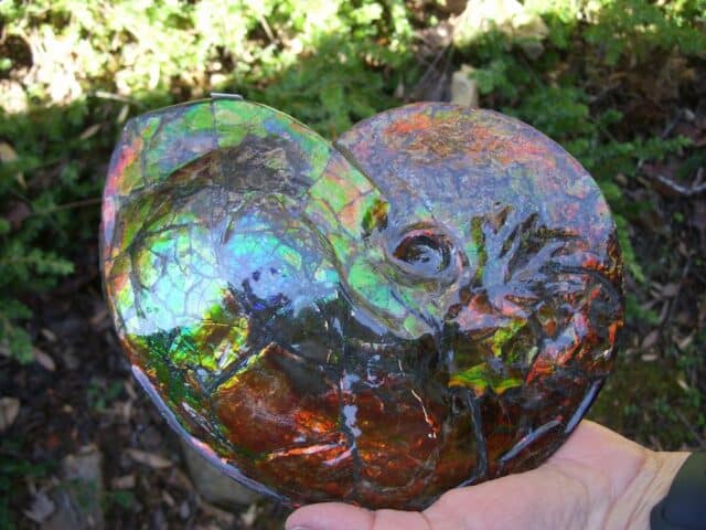 Canadian Ammonite (Whole)/ Placenticeras – meeki (020324c) - Image 2