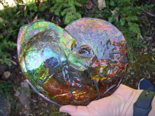 Canadian Ammonite (Whole)/ Placenticeras – meeki (020324c)
