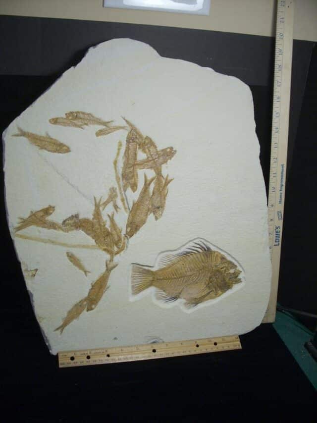 Large Priscacara  Fossil Fish Plate  (026524a) - Image 5