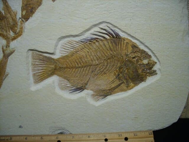 Large Priscacara  Fossil Fish Plate  (026524a) - Image 2