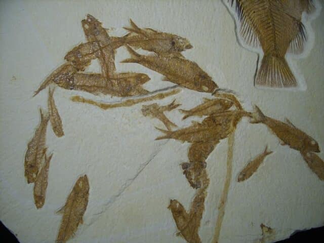 Large Priscacara  Fossil Fish Plate  (026524a) - Image 3