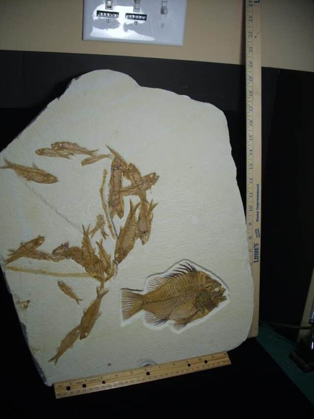 Large Priscacara  Fossil Fish Plate  (026524a) - Image 4