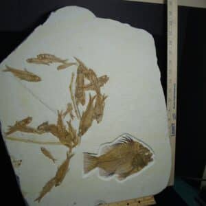 Large Priscacara  Fossil Fish Plate  (026524a)