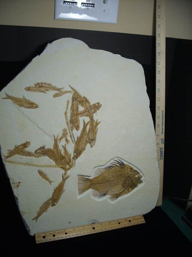Large Priscacara  Fossil Fish Plate  (026524a)