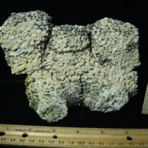 Fossil Glyptodon Scute Plate  (020324c)