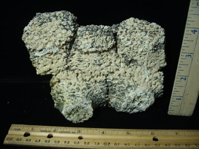 Fossil Glyptodon Scute Plate  (020324c)
