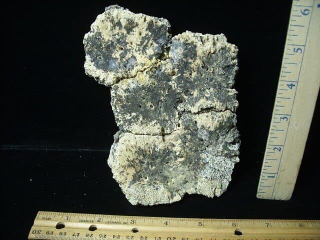 Fossil Glyptodon Scute Plate  (020324c) - Image 3