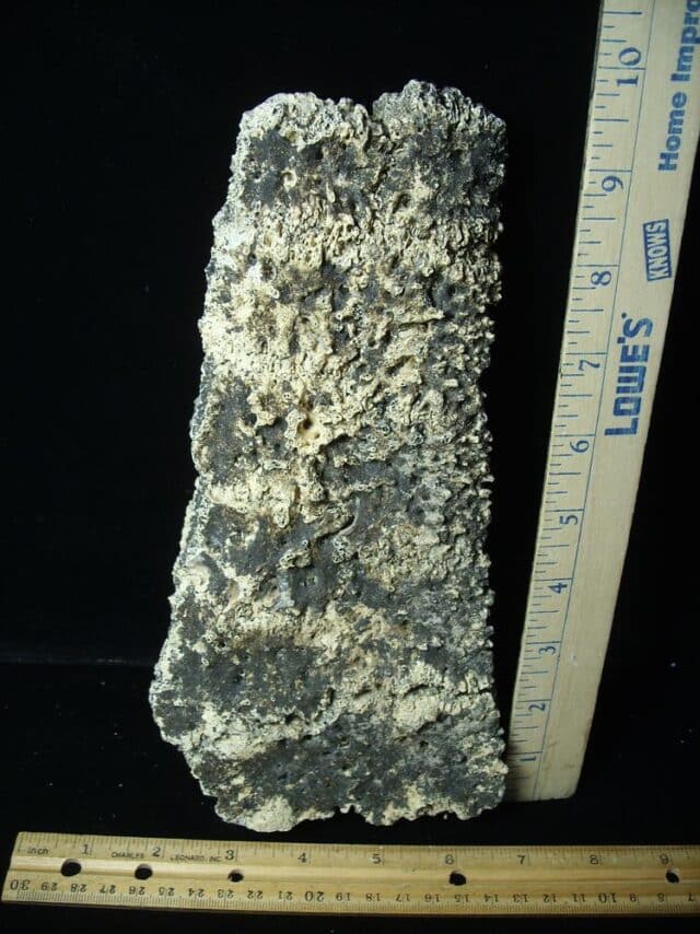Fossil Glyptodon Scute Plate  (020324d)