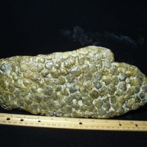 Fossil Glyptodon Scute Plate  (020324j)