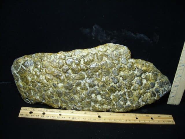 Fossil Glyptodon Scute Plate  (020324j)
